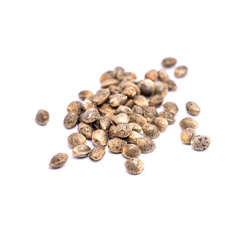 NineLeaf, Cannabis Shop, Cannabis Seeds, CBD Samen